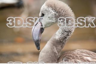 Head texture of gray flamingo 0009